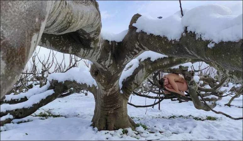 Fig-ure: Martina resting in the branches of a snow-covered tree