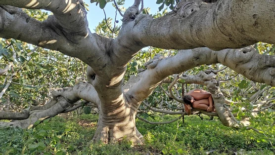 The human body nestled into the branches of a tree in Fig-ure